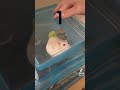 まさかこんなことが起きるとは…笑　　　　#ハムスター #ハムスターのいる生活