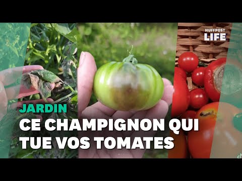 Avec le mildiou,