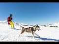First time snowboarding with my siberian husky Harry Potter