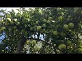 മുറ്റത്തെ ആപ്പിൾ മരവും ബ്ലാക്ക്‌ബറി പഴവും Apple tree in London