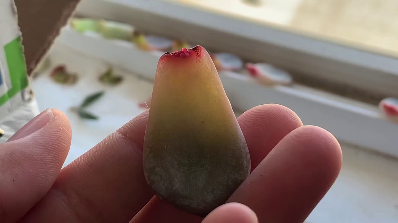 How To Tell If Your Succulent Leaf Props Are Going To Sprout New Growth + Mega Leaf Prop Update 🌵
