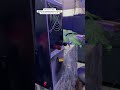 Solar energy system by Abelladele Global Tech #abelladeleglobaltech #solar #trending #viral #youtube