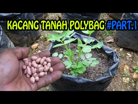 Video: Bolehkah Anda Menanam Pokok Kacang Dalam Pasu - Petua Menanam Kacang Dalam Bekas