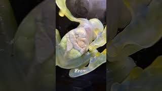 This Frog Looks Just Like A Toy