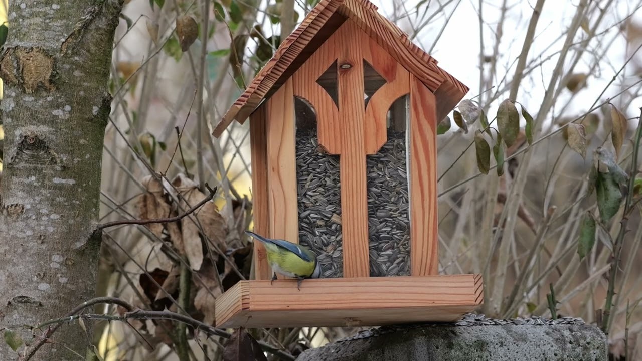Entspannung, gutes Einschlafen: Naturgeräusche und Vogelgezwitscher | Nature Relaxation Birdhouse