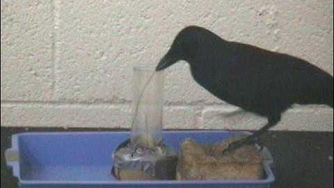 Tool use in the New Caledonian Crow