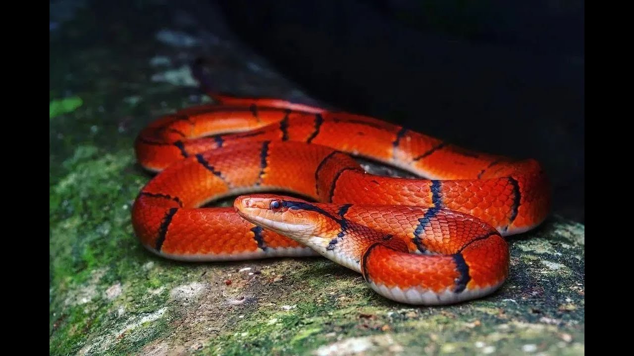Most Rarest Snake The most beautiful and rarest snake in the world - YouTube