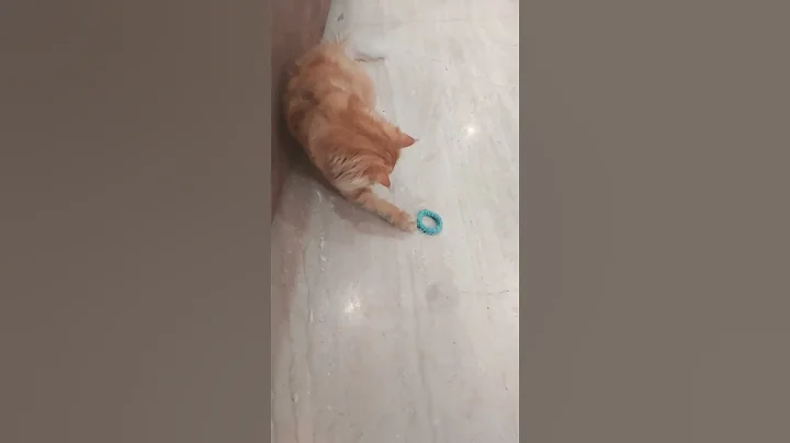 Watch the video about Playing boy .......#youtube #cat #cute #youtubeshorts #funny #pets