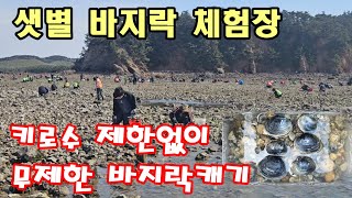 숙박하니 체험비가 무료 무제한으로 잡을수 있는곳 개조개는 덤으로  #샛별바지락체험장