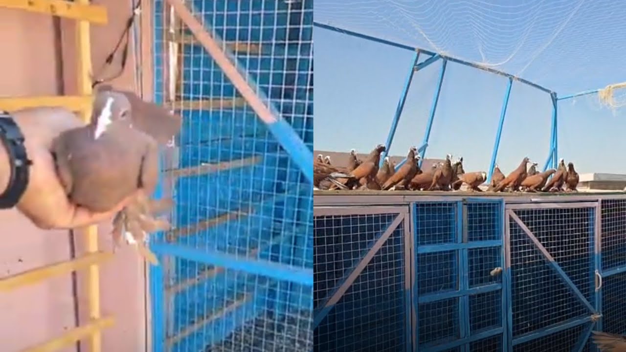 افراخ بغداديات من رس حمودي الحسناوي وعمار الزان خط اول موجودات يم سوداني ٠٧٧٨٠٠٨٦٩٢١