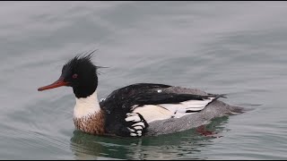 Common vs Red-breasted Merganser