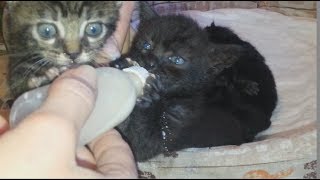 Котята ПОДРАЛИСЬ ЗА БУТЫЛОЧКУ С МОЛОКОМ Приколы С Котами Смешные Коты Котята ПОДРАЛИСЬ ЗА БУТЫЛОЧКУ С МОЛОКОМ Приколы С Котами Смешные Коты
