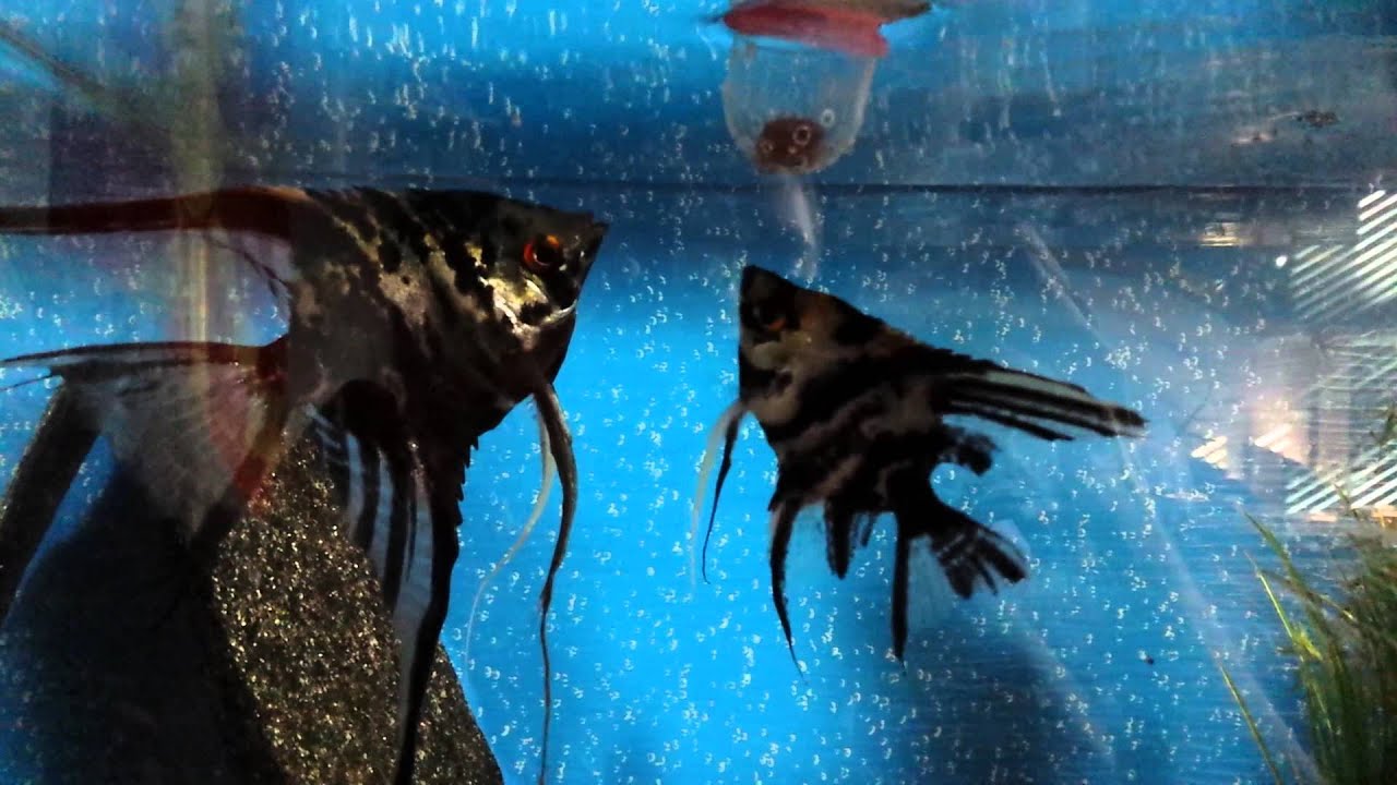 Angelfish eating tubifex YouTube