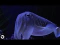 Cuttlefish: Disco Camouflage Chameleons of the Sea