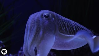 Cuttlefish: Tentacles In Disguise