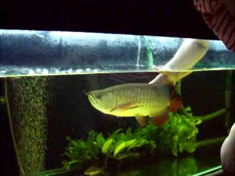 Xiao Long RTG Arowana