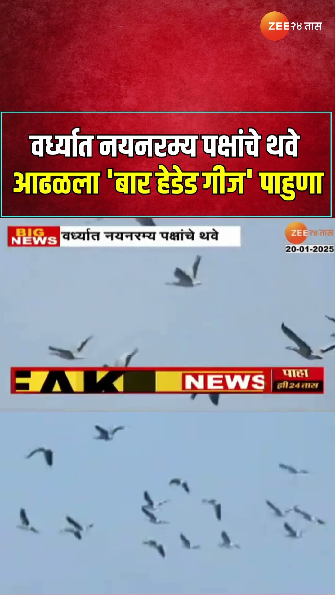 Wardha | वर्ध्यात नयनरम्य पक्षांचे थवे; पाणवठ्यांवर आढळला 'बार हेडेड गीज' पाहुणा | Zee24Taas
