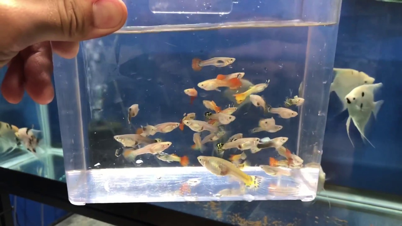 How To Sell Guppies Online