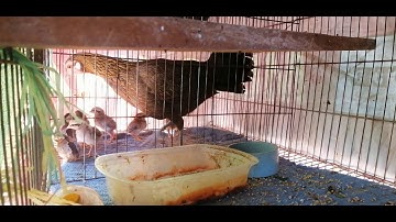 Cách nuôi gà rừng con F1 _ chia sẽ kinh nghiệm chăn nuôi gà Rừng con