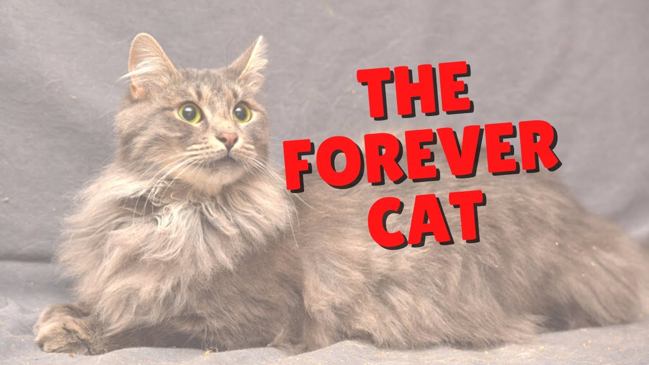 Longevity Tips For Cats | Two Crazy Cat Ladies