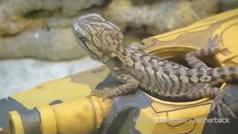 Baltimore Repticon Pickups