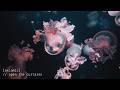 Open the Curtains 🌊 Positive Energy Music | Morning Chill Deep House 2026 ♬ˎˊ˗ Axiomic