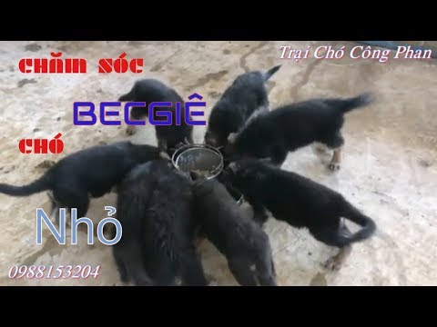 Video: Làm thế nào để chăm sóc một con chó con 3 tuần tuổi