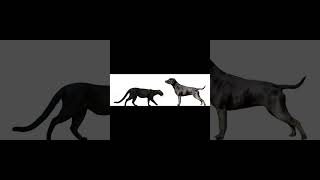 Jaguarundi Vs Patterdale Terrier Size Comparison