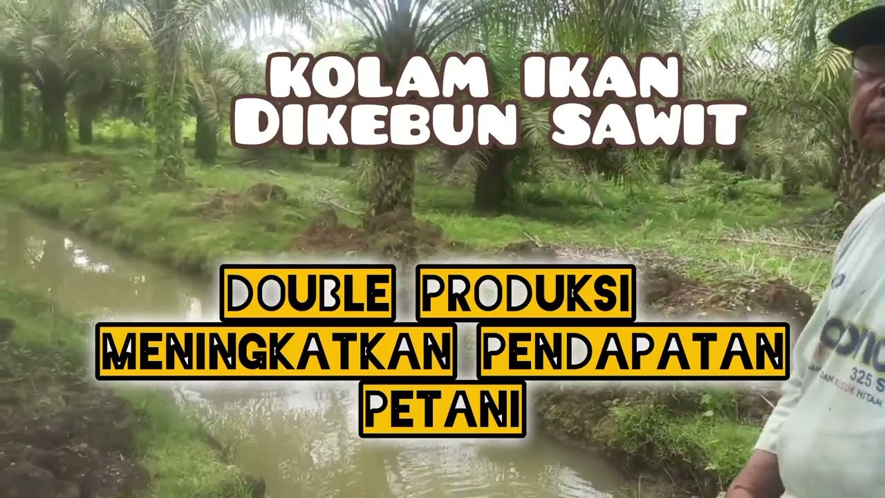 ternyata budidaya Ikan di kebun Sawit  sangat potensial dikembangkan //Integrasi sawit budidaya Ikan