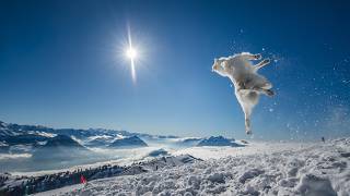 Taking Your Dog to Switzerland in Winter: best dog-friendly places
