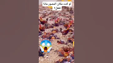 مشهد مؤلم كلب يقتل دجاج الحظيرة قدامي حزن الدجاج الضيعة حيوانات فاجعة 