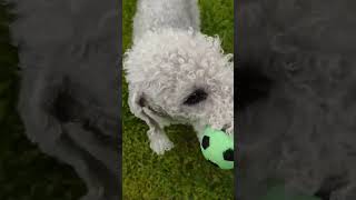 Dexter playing in the garden  #shorts