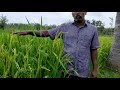 நெ_02 ஆத்தூர் கிச்சிலி சம்பா | Attur Kichili Samba Rice | Rice | paddy | Orunginaintha pannai Mp3 Song