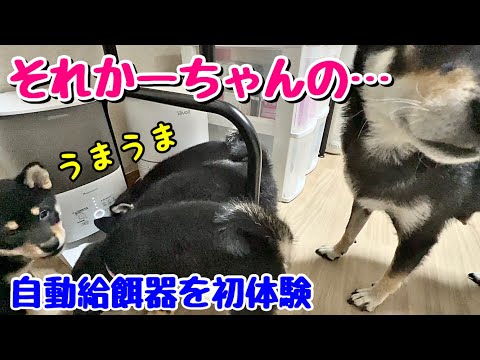 【柴犬 子犬】自動給餌器を初体験してみた【Homerunpetのスマートペットフィーダー】
