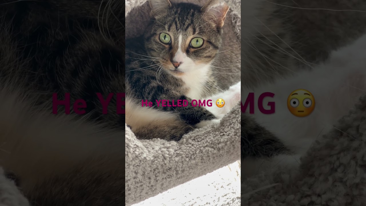 Cat Scream 🙀 at Human 