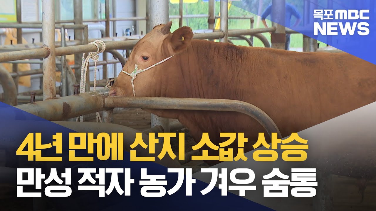 산지 소값 4년 만에 회복세..올해만 30% 올랐다[목포MBC 뉴스데스크]