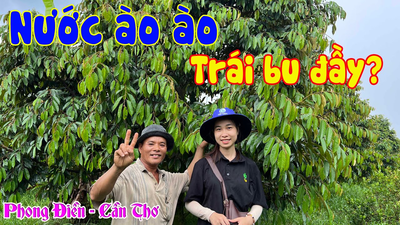 CÙNG ANH KHÁ TRẢ LỜI CÁC CÂU HỎI VỀ SẦU RIÊNG - TẬP 3