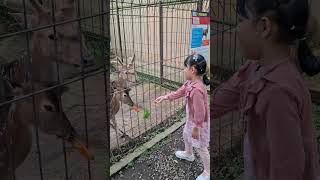 #rusa #kasihmakanrusa #happyshortvideo #shortvideo #youtubekids #kebunbinatang