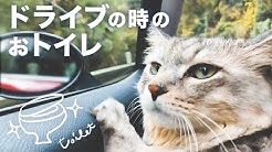 Cat Hal Youtube