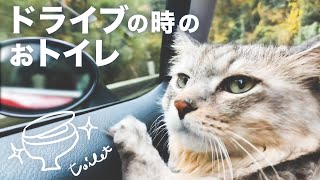 猫と長時間ドライブ旅行する時のおトイレグッズ【大型サバトラ猫】/Tips to go for a drive with your cat