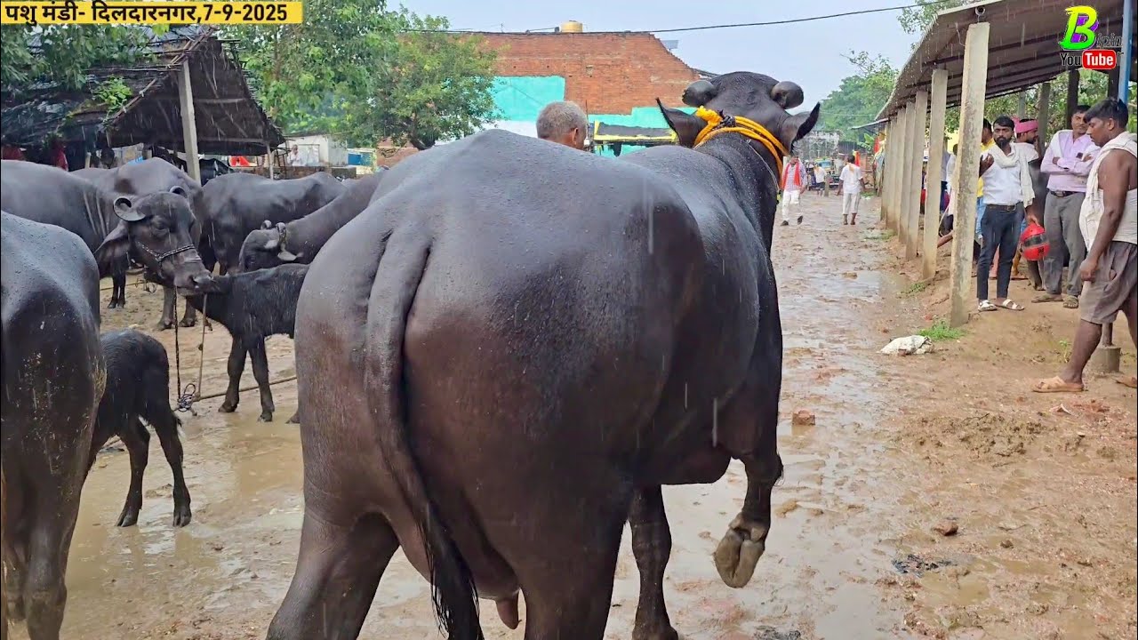 ☔भारी बारिश मे अब भैंस यहा सस्ता दाम में मिलेगी | Bipin Singh Dildarnagar | Buffalo Market in India