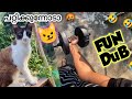    animals fun dub malayalam  aq vlogz