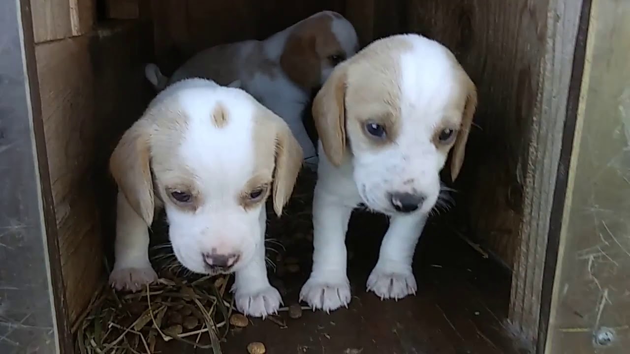 Sweet Lemon Beagle puppies! River Styx Scent Hounds - YouTube
