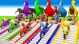 5 Giant Ducks Gorilla Cows Tigers Lions Elephant Fountain Crossing Animal Transforms Paint Animals