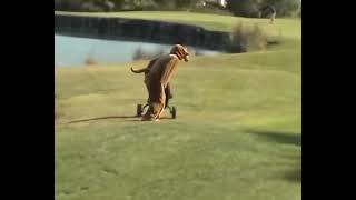 #meme #shotoniphonememe #lindah #iphone                                         Shot on iPhone meme screenshot 5