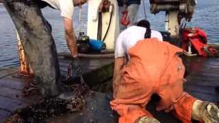 the proper way to pull an 800 lb mushroom anchor