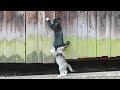 「猫かわいい」 すごくかわいい子猫 - 最も面白い猫の映画 #271