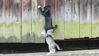 「猫かわいい」 すごくかわいい子猫 - 最も面白い猫の映画 #271