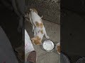 homeless cats #need #shelter #affection #care #attention #support