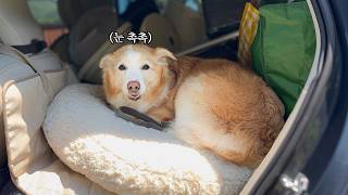 강아지가 정든 집을 떠나야된다는 걸 알게됐을 때 보인 행동..ㅜㅜ